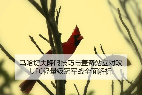 马哈切夫降服技巧与盖奇站立对攻 UFC轻量级冠军战全面解析
