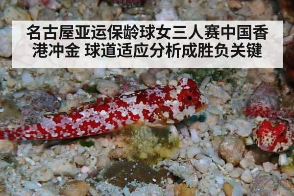 名古屋亚运保龄球女三人赛中国香港冲金 球道适应分析成胜负关键